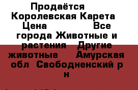 Продаётся!     Королевская Карета › Цена ­ 300 000 - Все города Животные и растения » Другие животные   . Амурская обл.,Свободненский р-н